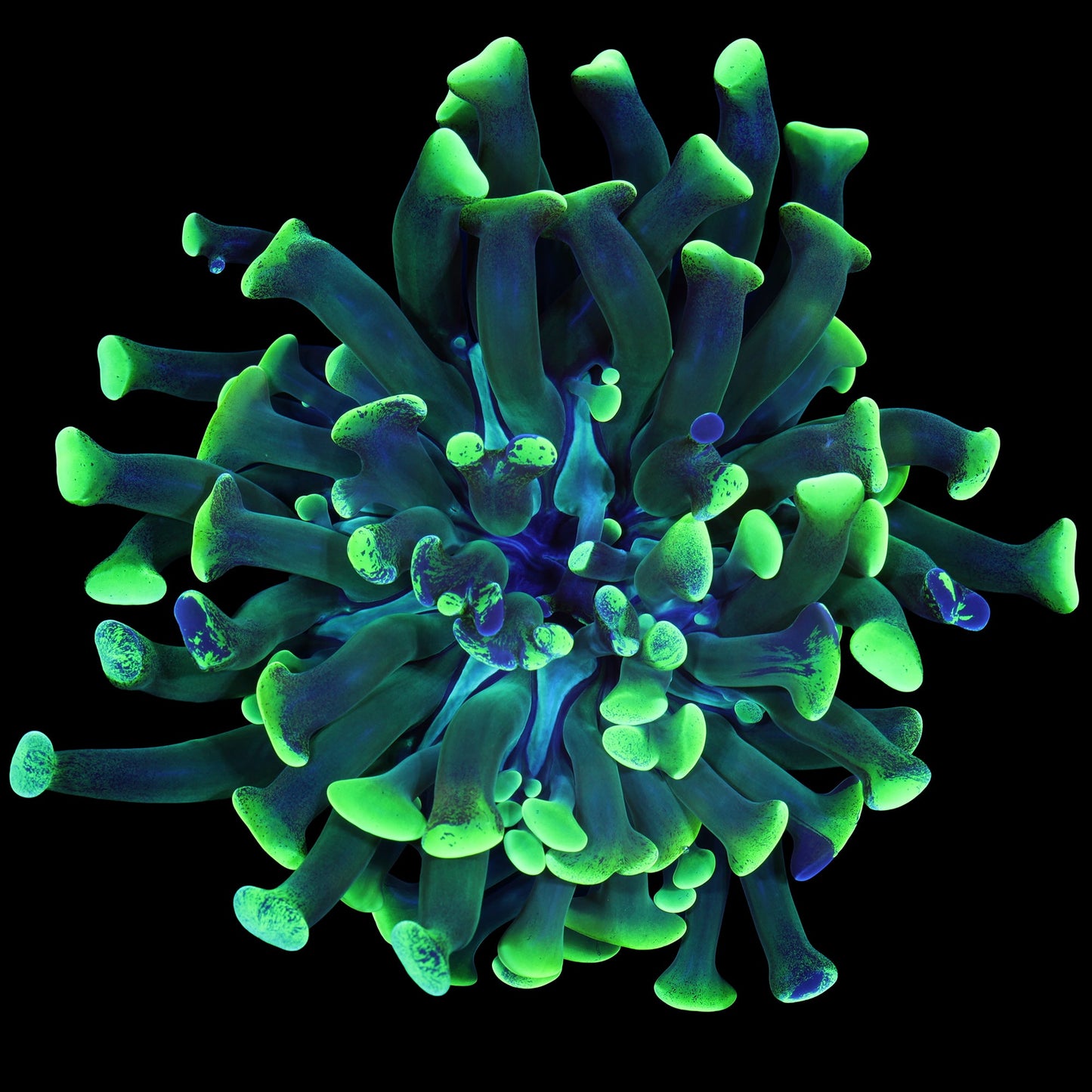 Metallic Green Branching Hammer Coral