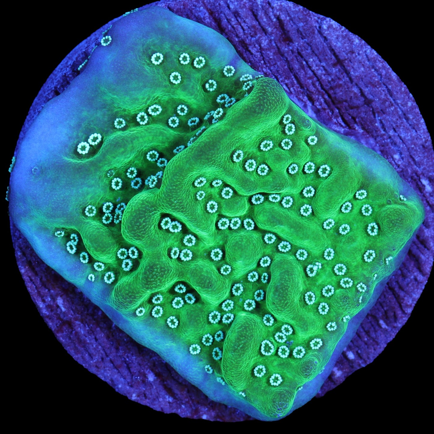 Purple Rim Montipora Undated Coral