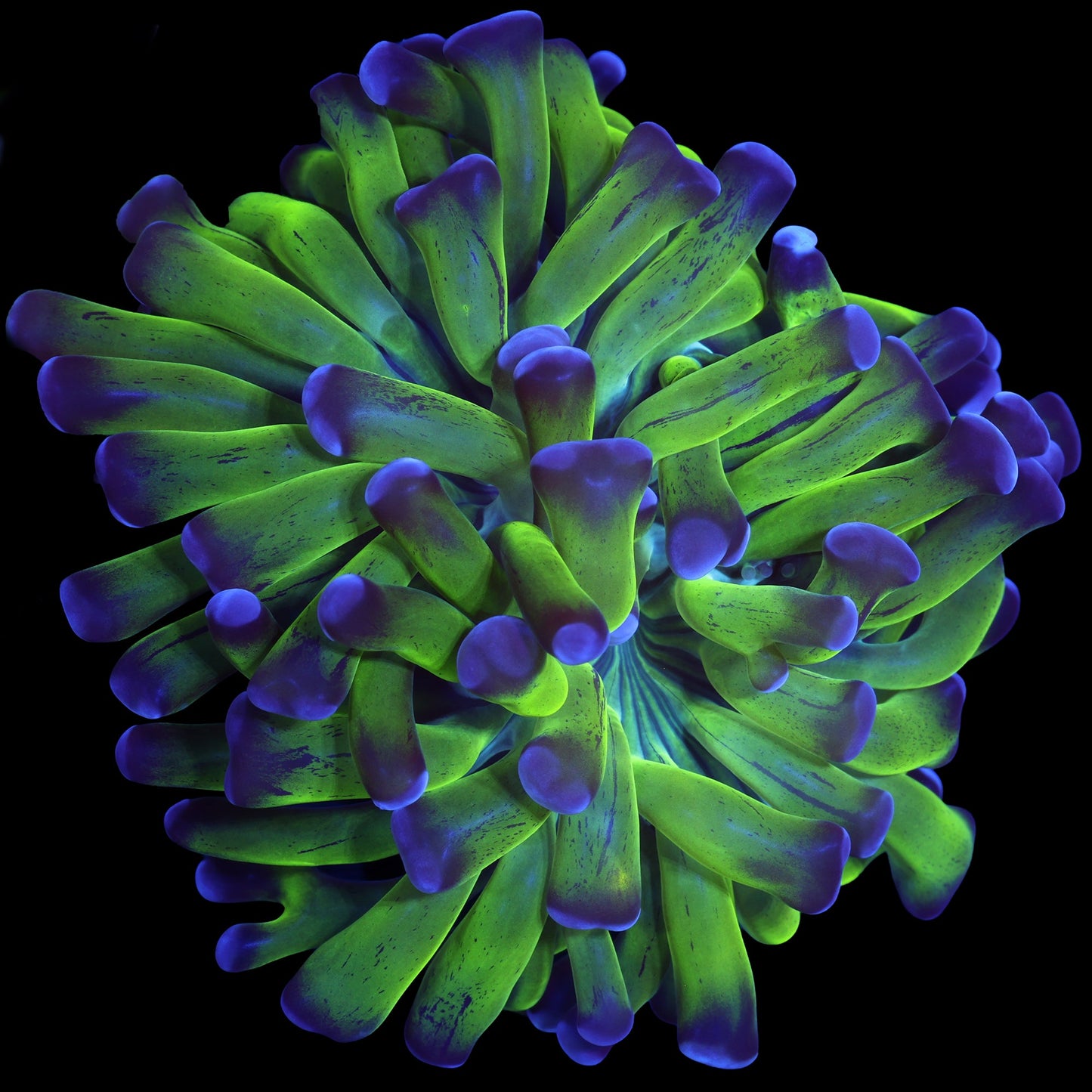 Purple & Green Branching Hammer Coral