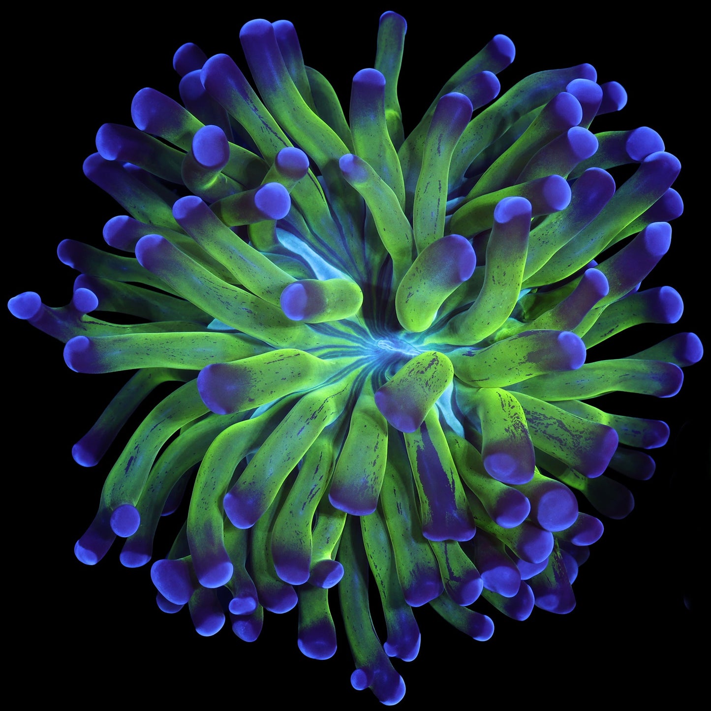 Purple & Green Branching Hammer Coral