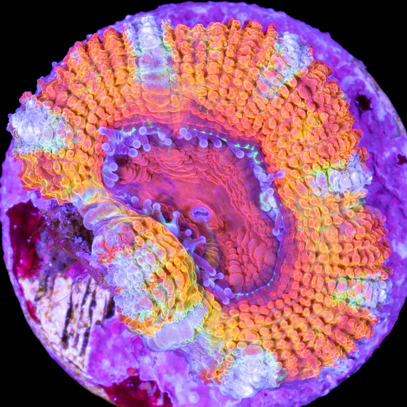 Rainbow Acan Coral