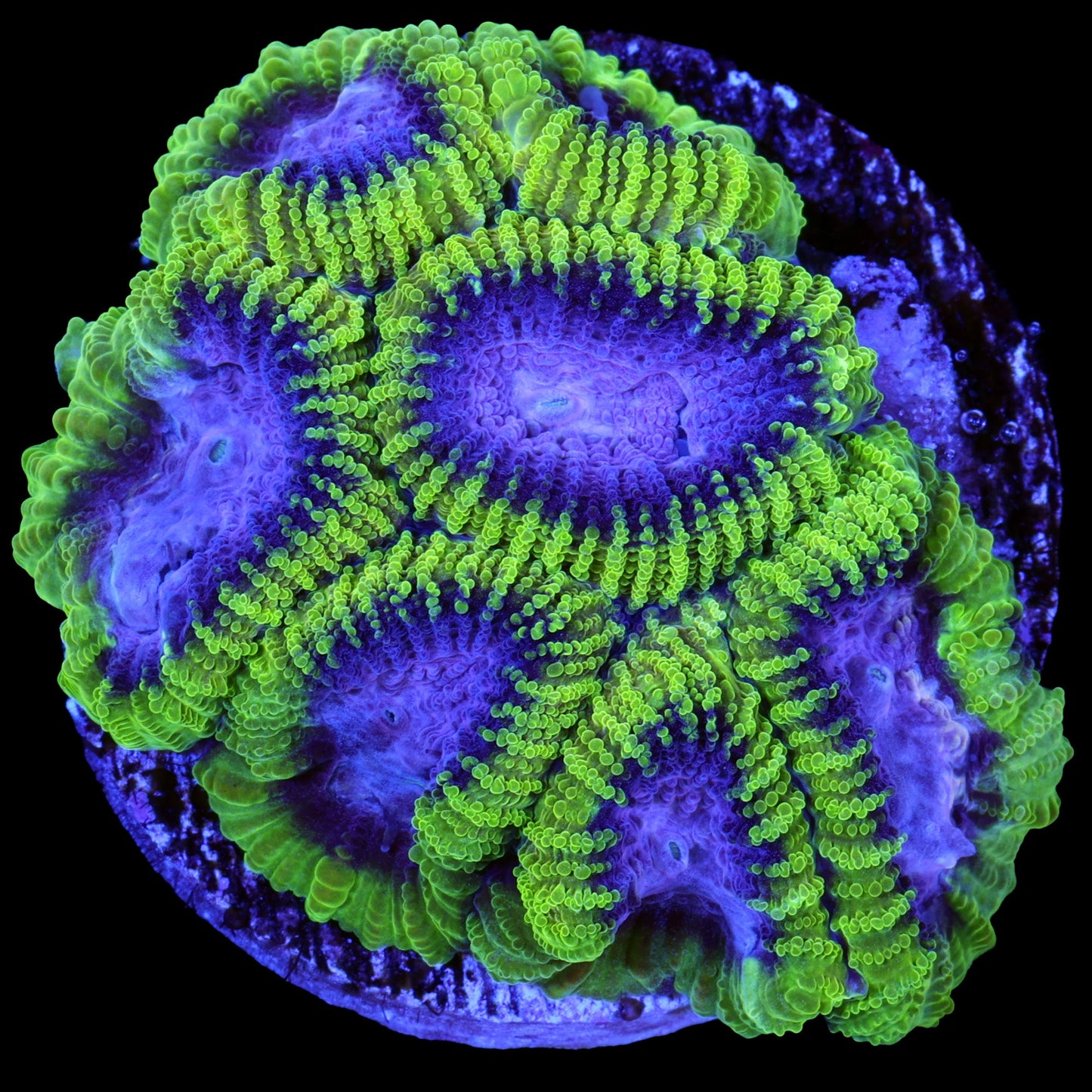 Raptors Peace Favia Coral