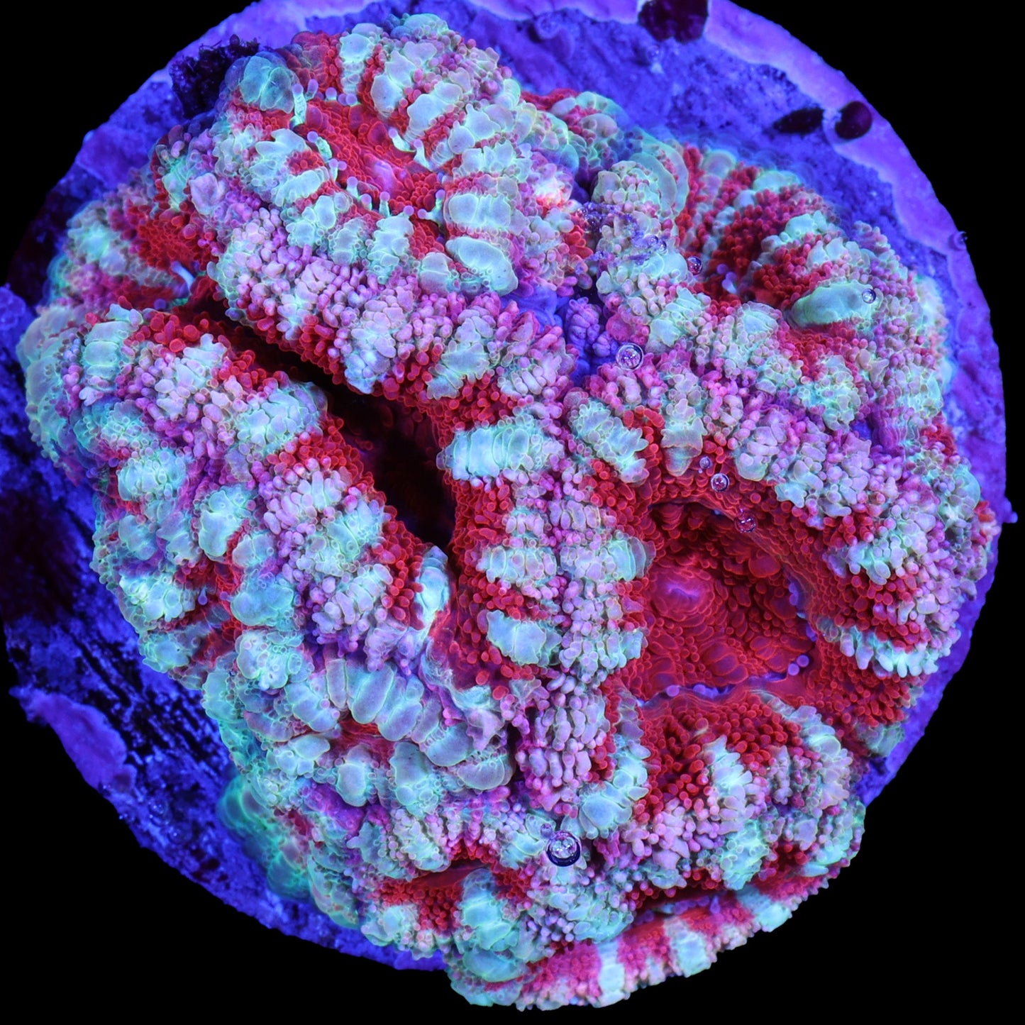 Pink Streak Acan Coral