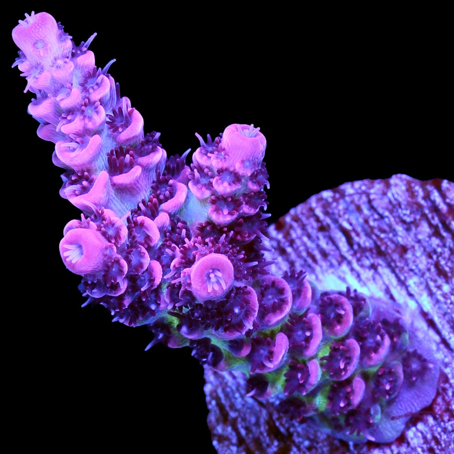 Raspberry Beret Acropora Coral
