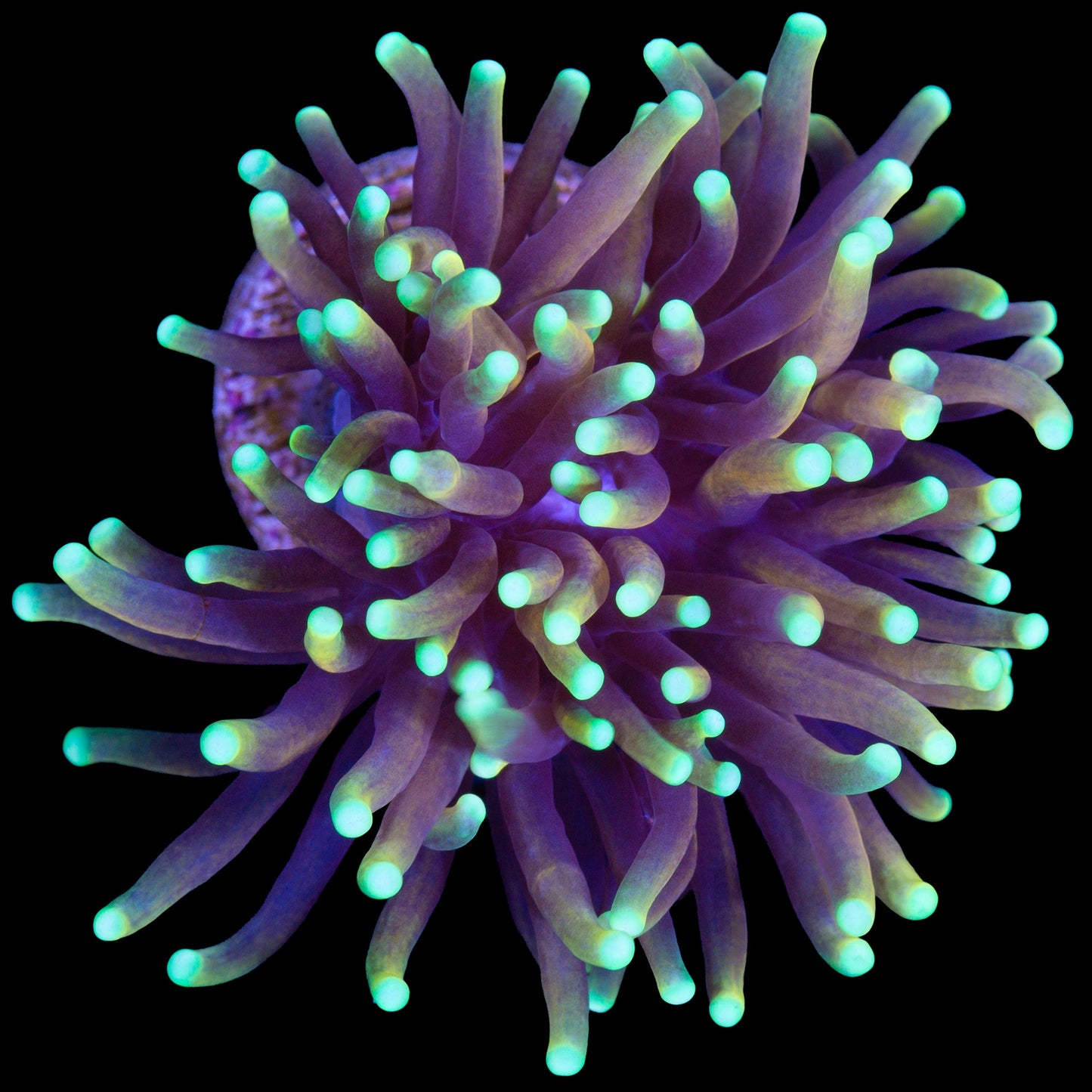 Indo Gold Torch Coral