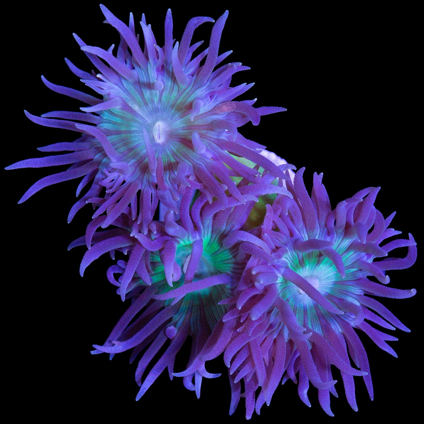 Green Duncan Coral