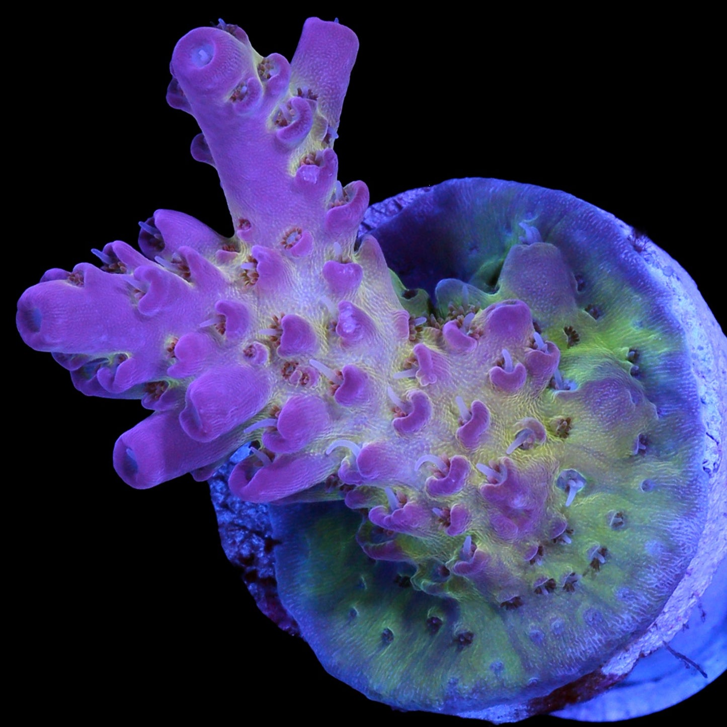 Tierra Del Fuego Acropora Coral
