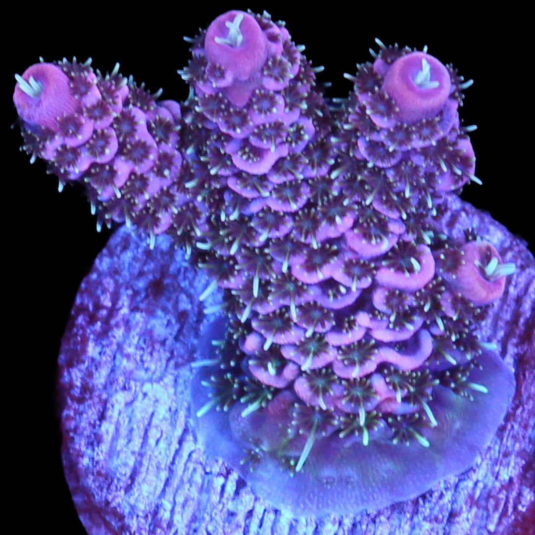 Raspberry Millepora Coral