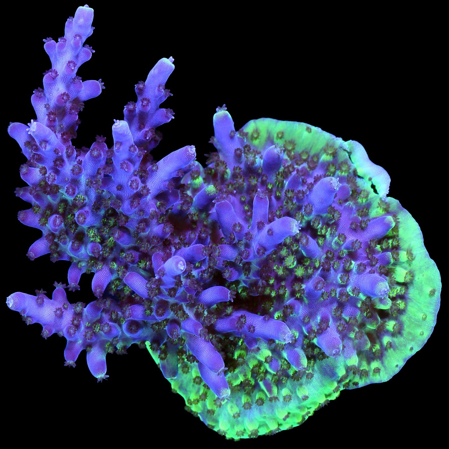 Purple Valida Acropora Coral - Chunky Frag