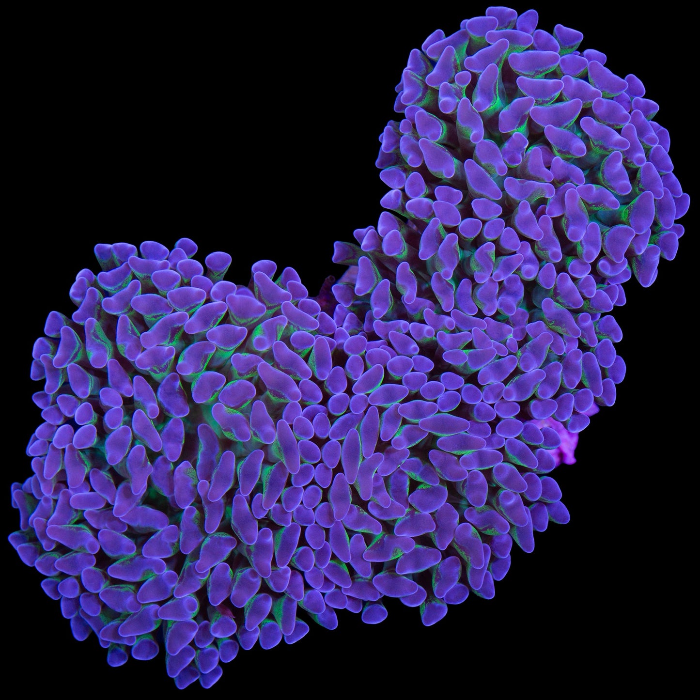 Purple & Green Hammer Coral Colony