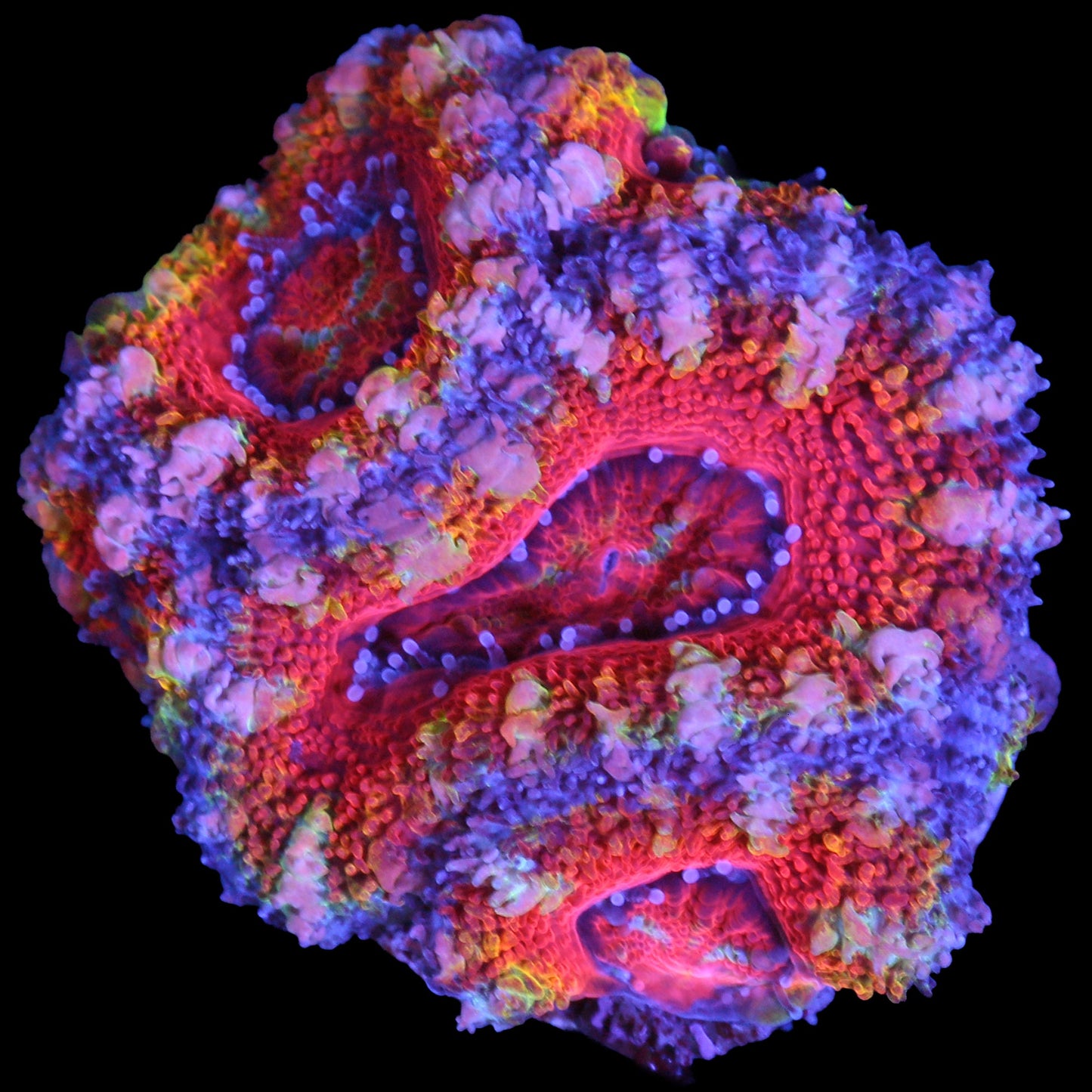 Rainbow Acan Coral