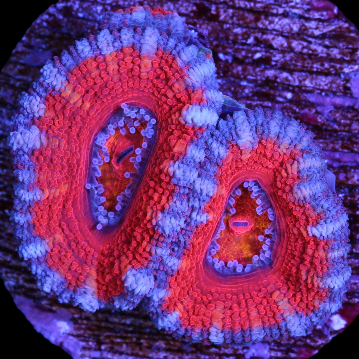 Rainbow Acan Coral