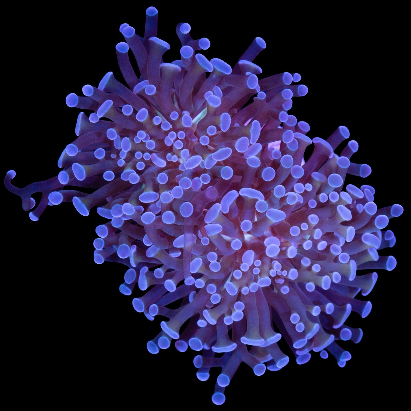 Neptune Branching Hammer Coral