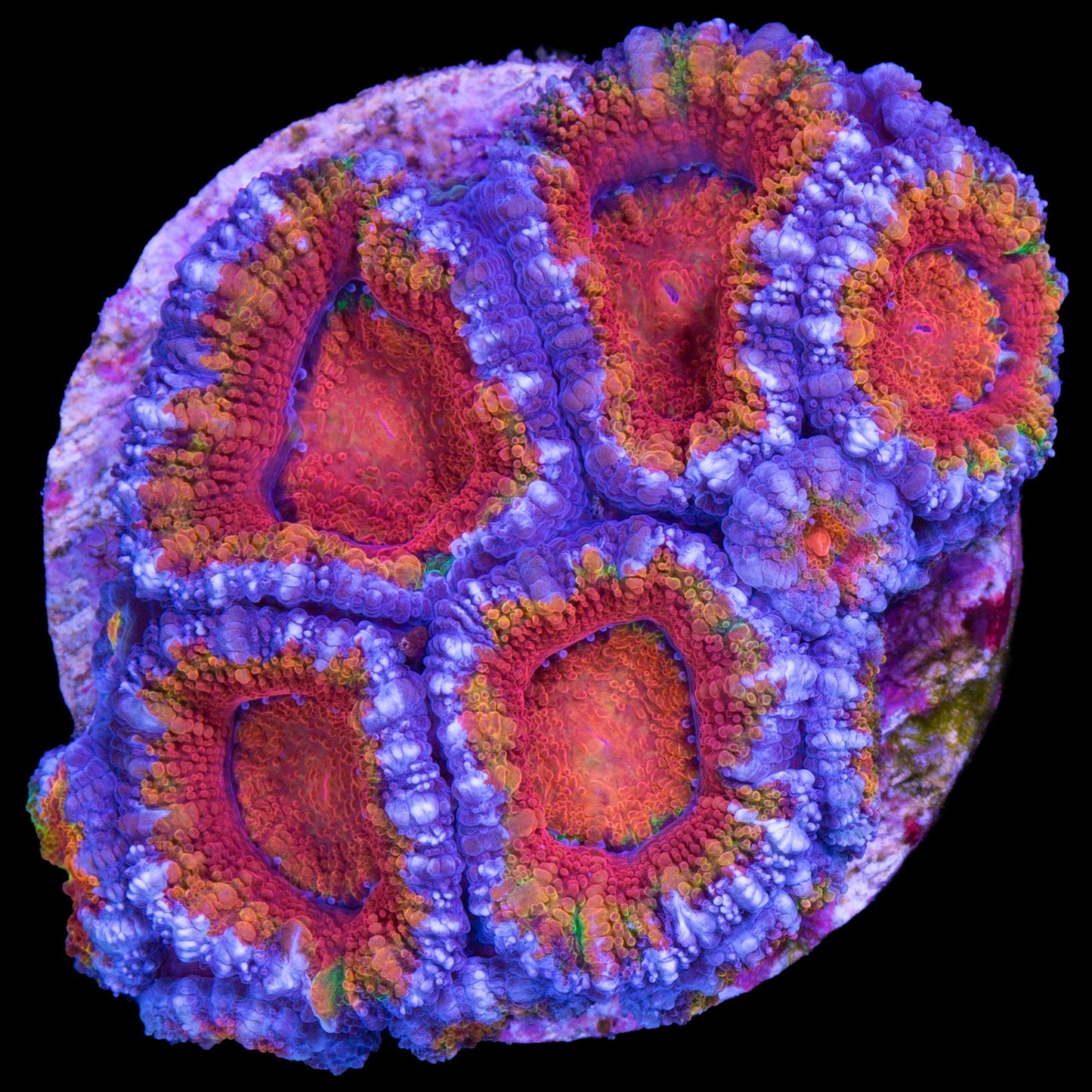 Rainbow Acan lord Coral