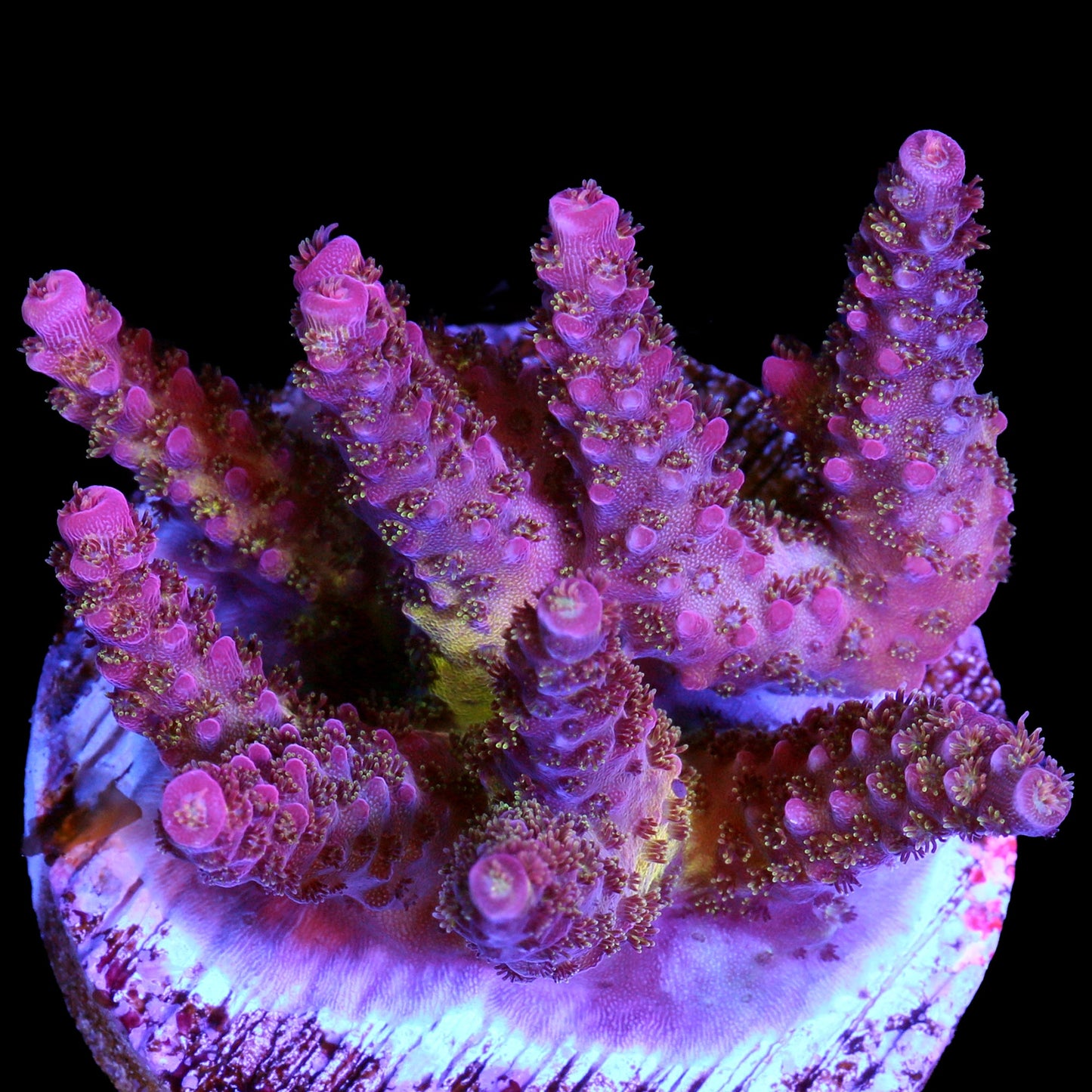 PC Rainbow Acropora Coral - Chunky Frag