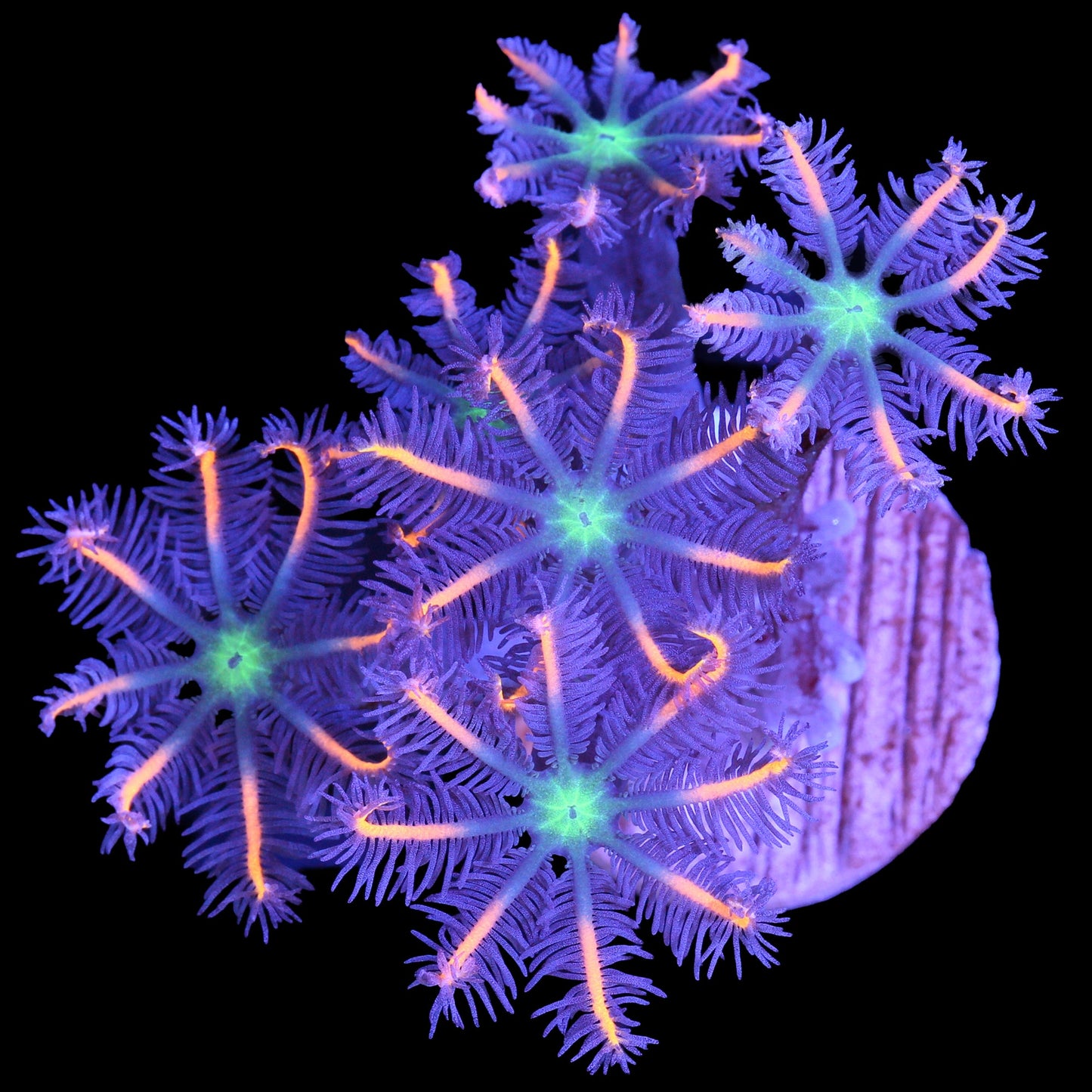 Orange Tip Clove Polyps