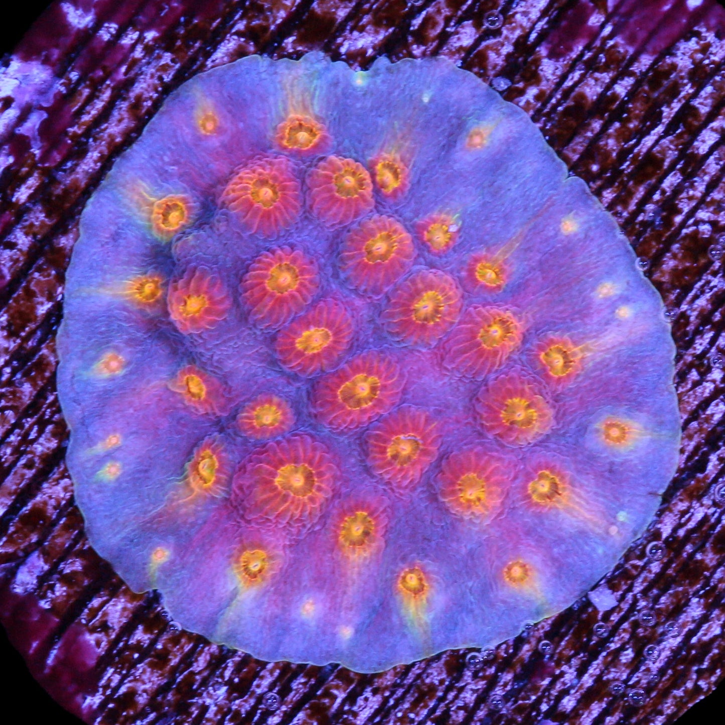 Rainbow Cyphastrea Coral