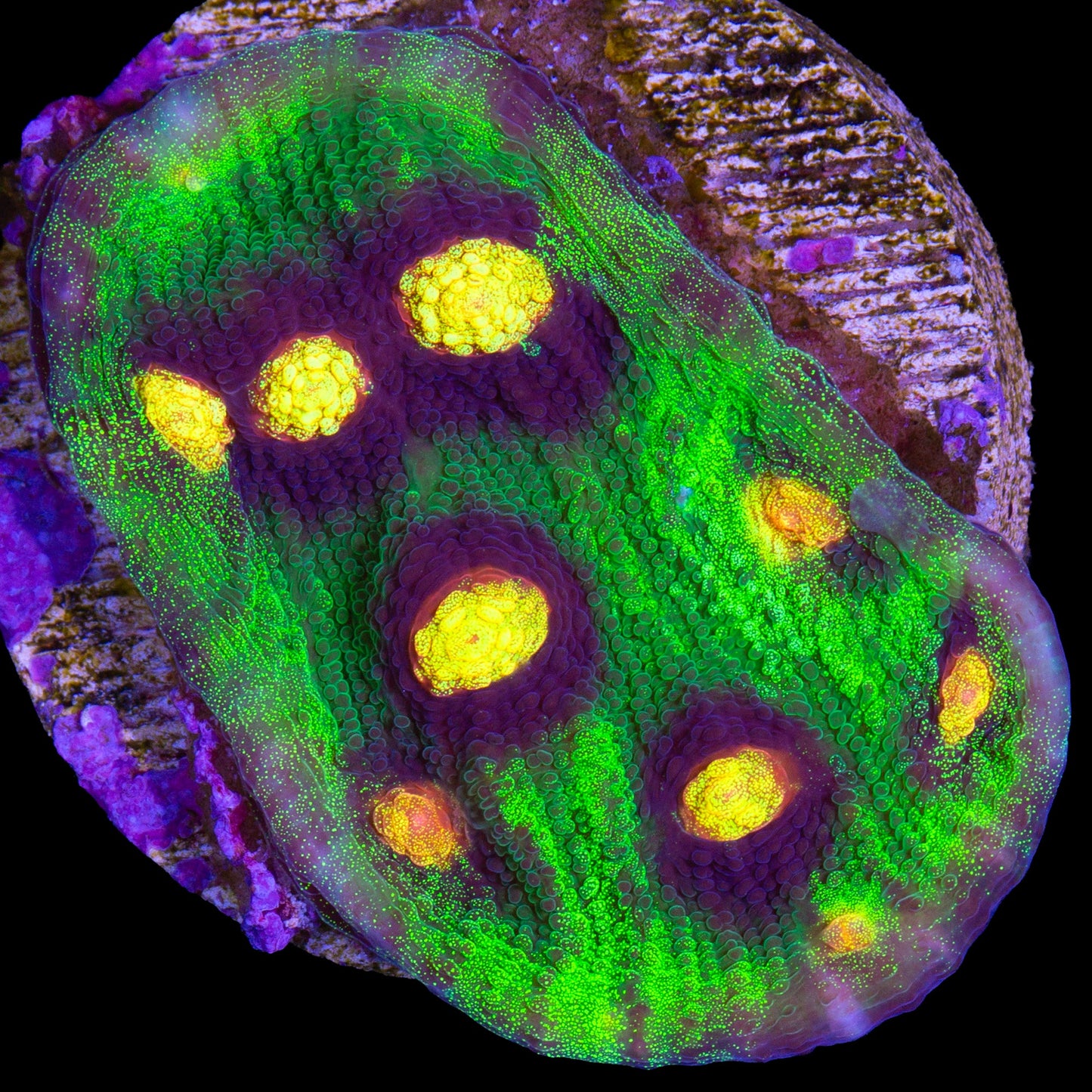 Raja Rampage Mycedium Coral Colony