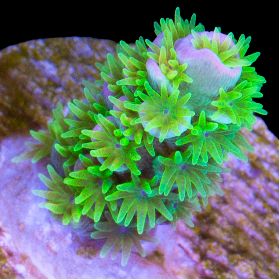 R66 Magic Marker Tenuis Acropora Coral - 1st Release