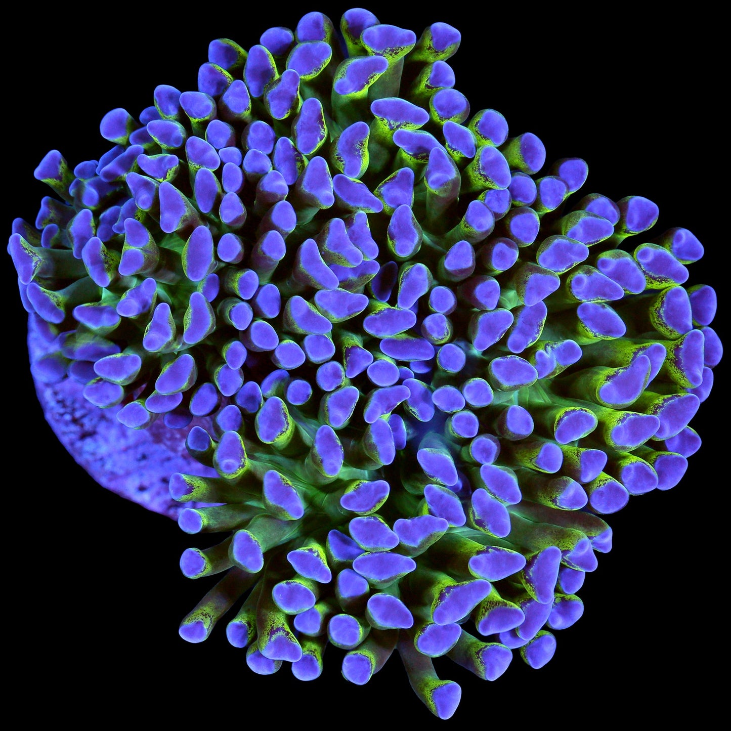 Purple & Green Wall Hammer Coral