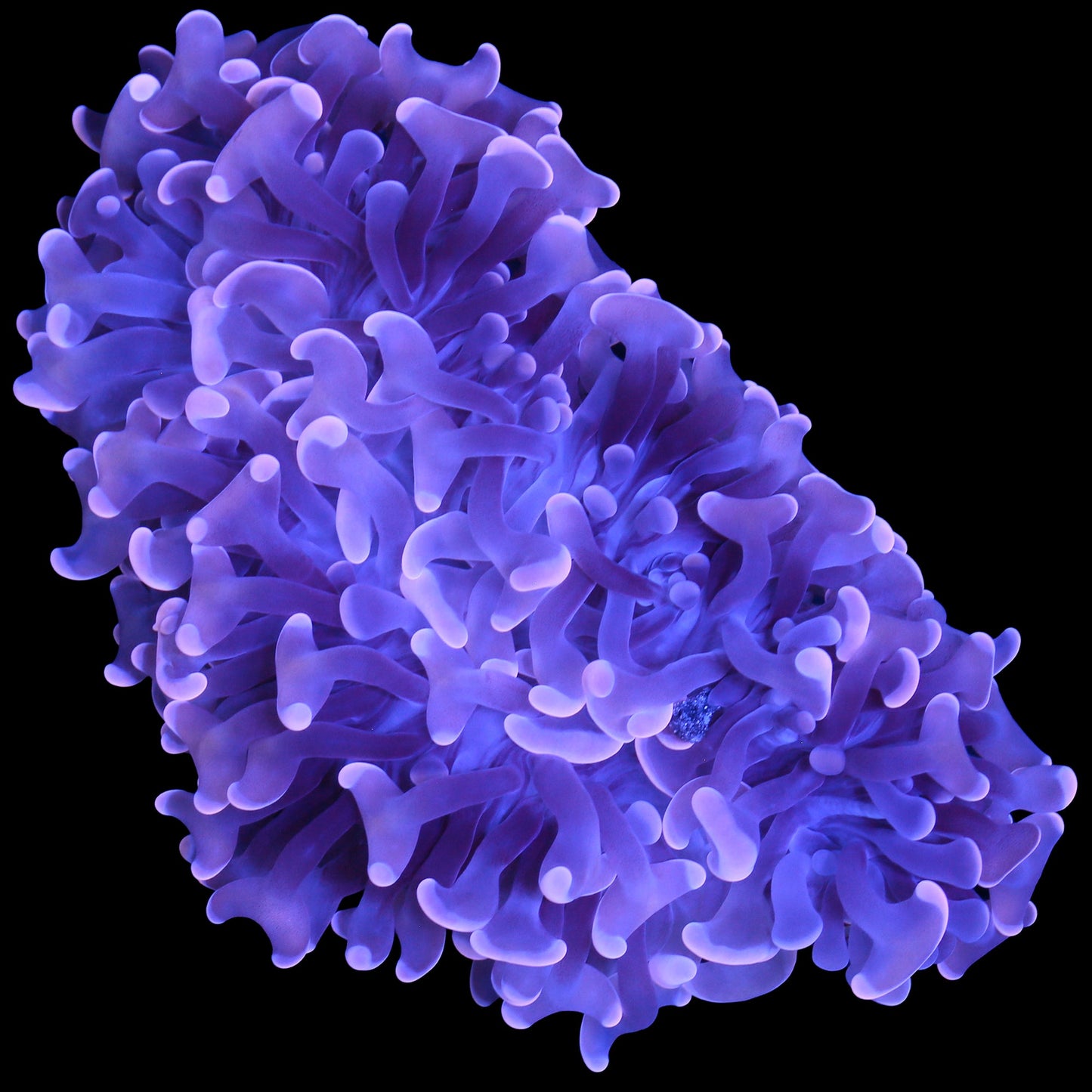 Pink Wall Hammer Coral