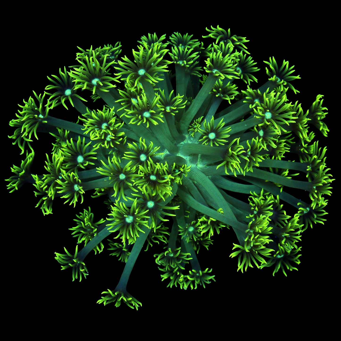 Nuclear Green Aussie Goniopora Colony