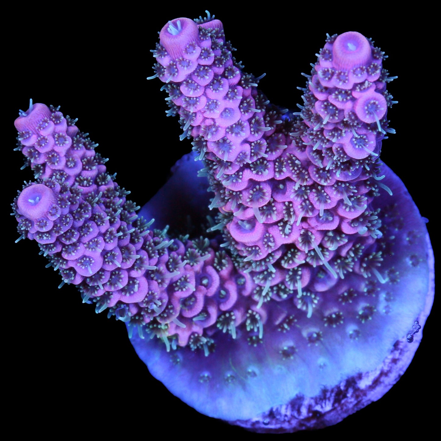 Raspberry Millepora Coral
