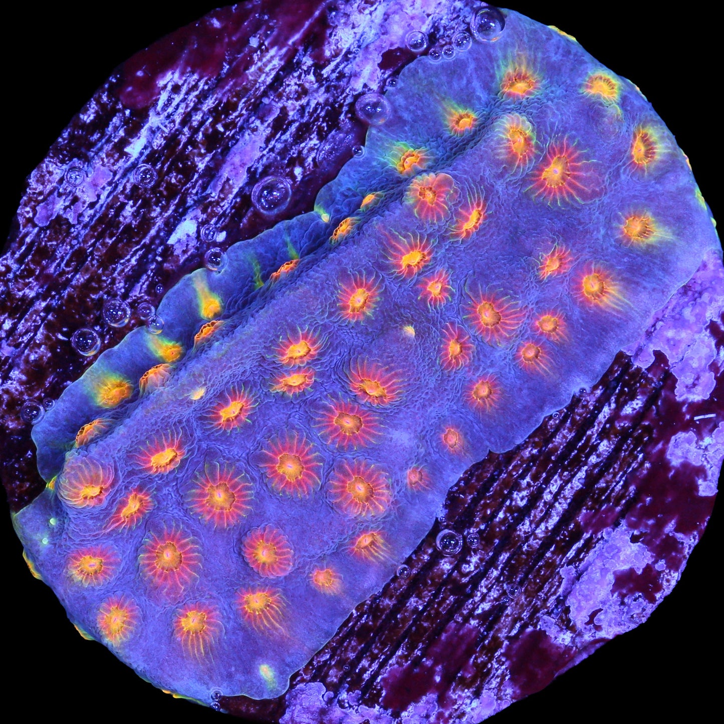 Rainbow Cyphastrea Coral