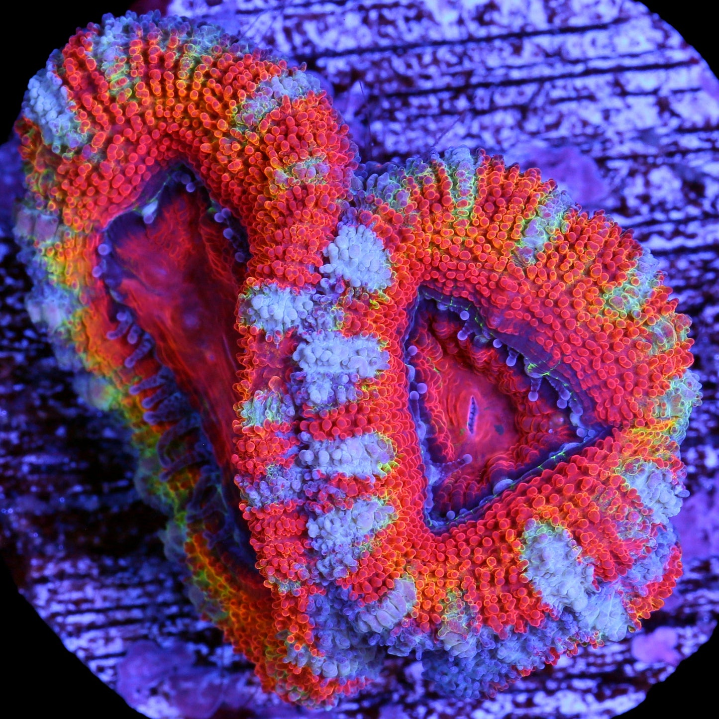Rainbow Acan Coral