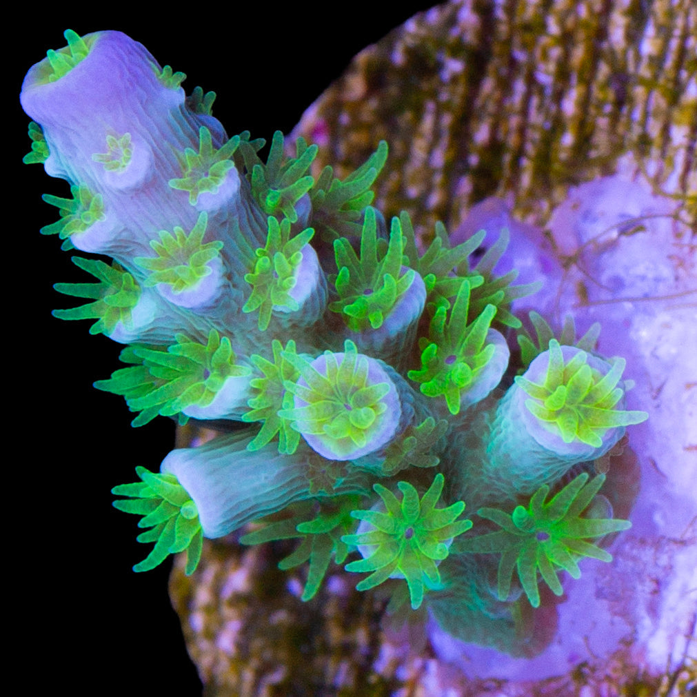 R66 Magic Marker Tenuis Acropora Coral