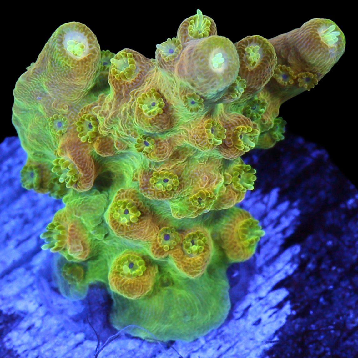 Mango Tango Acropora Coral
