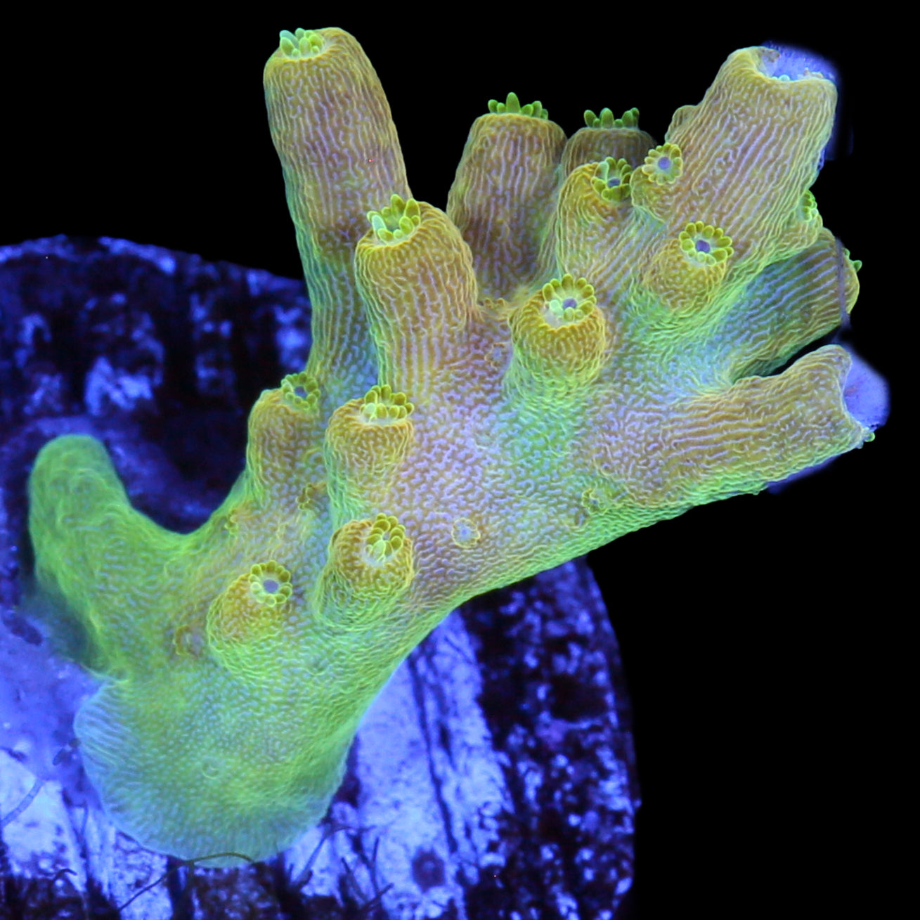 Mango Tango Acropora Coral