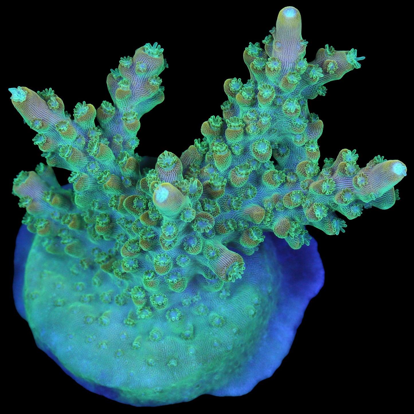 Pink Fusion Acropora Coral