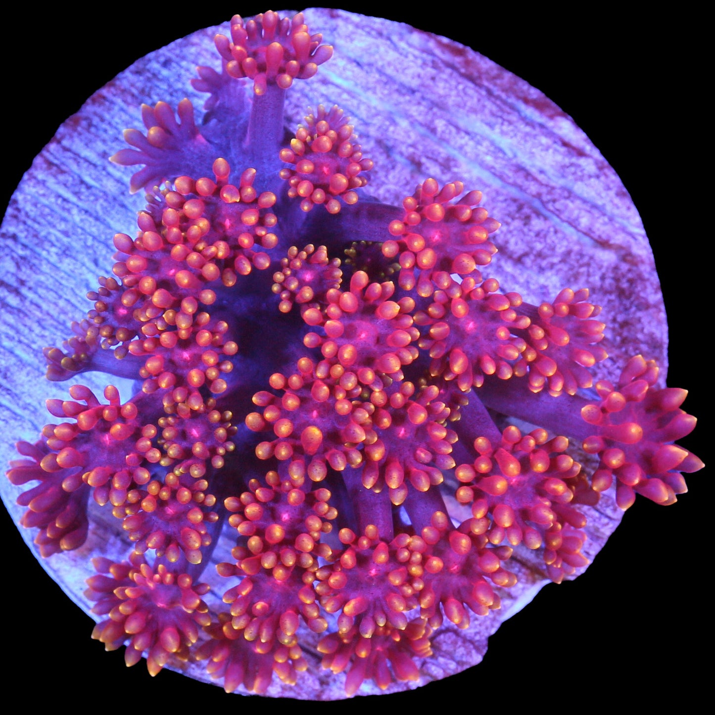 Rainbow Bernardpora Coral