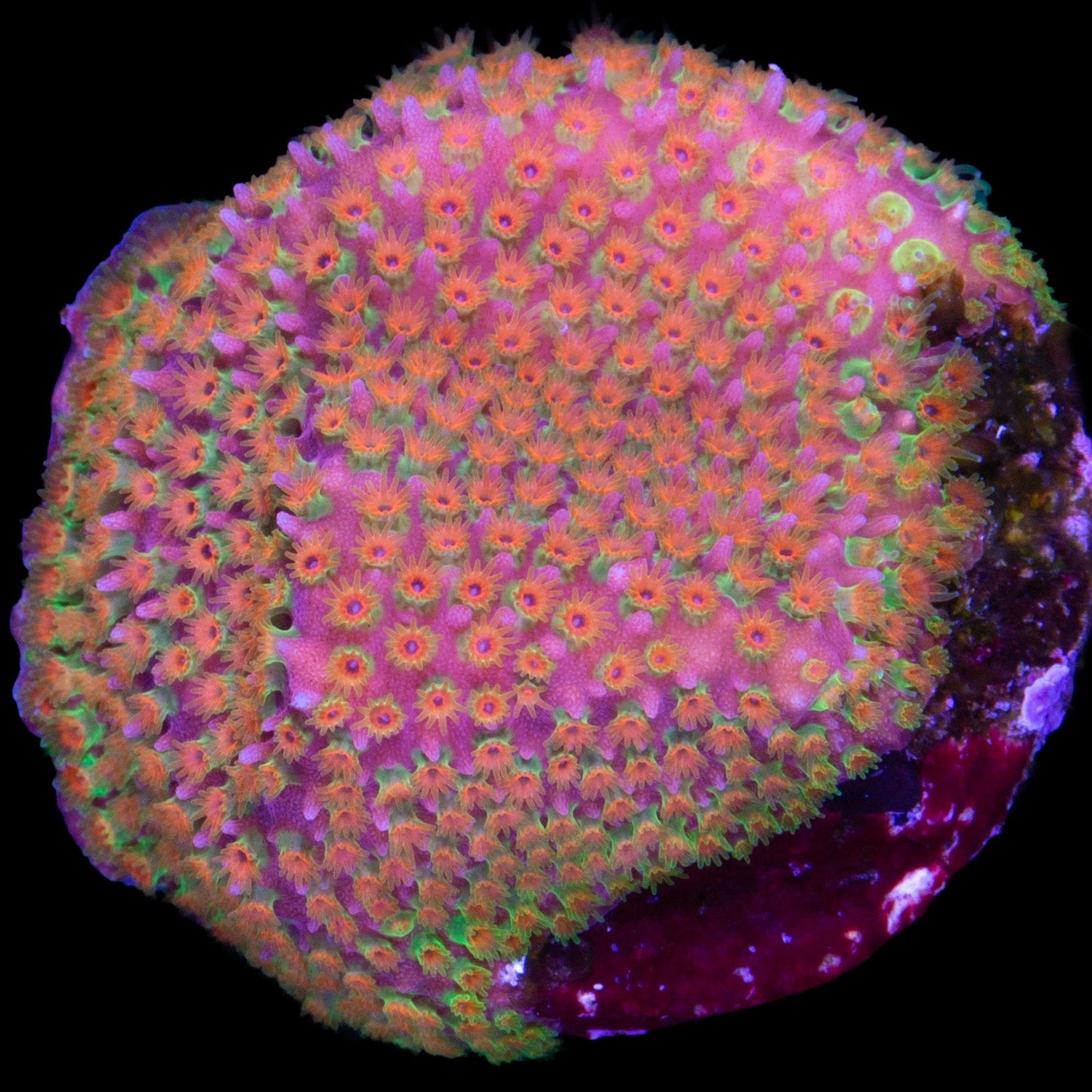 Looney Tunes Stylocoeniella Coral