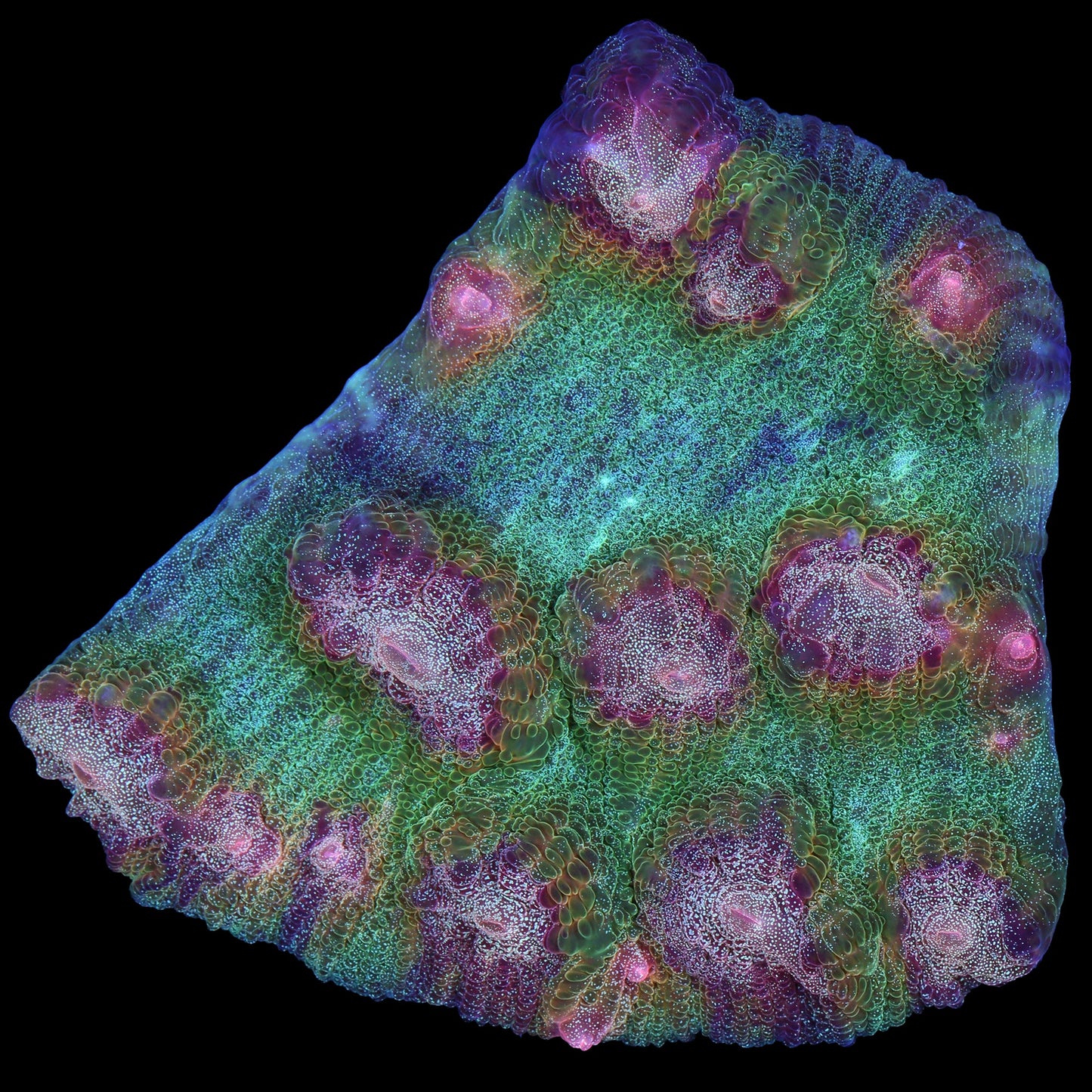 Mindbender Mycedium Coral