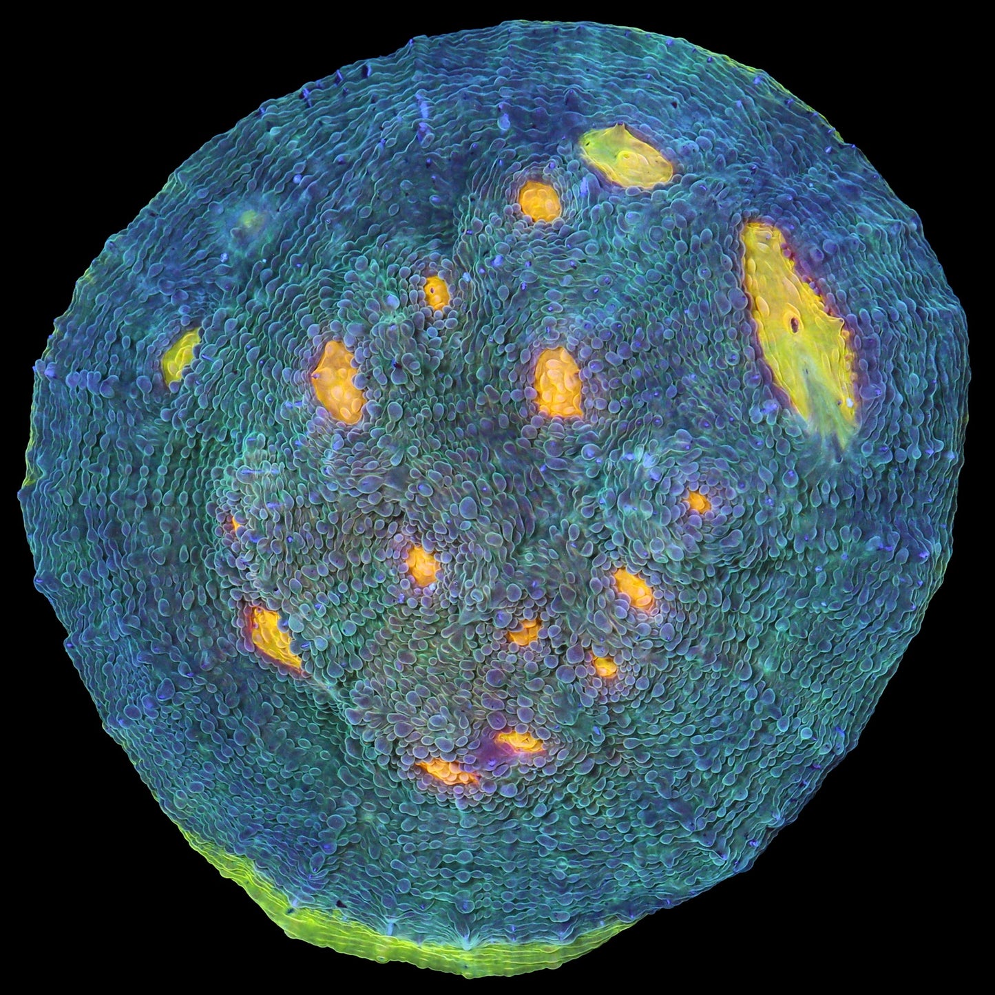 Rainbow Eye Echinophyllia Coral - Body develops Red