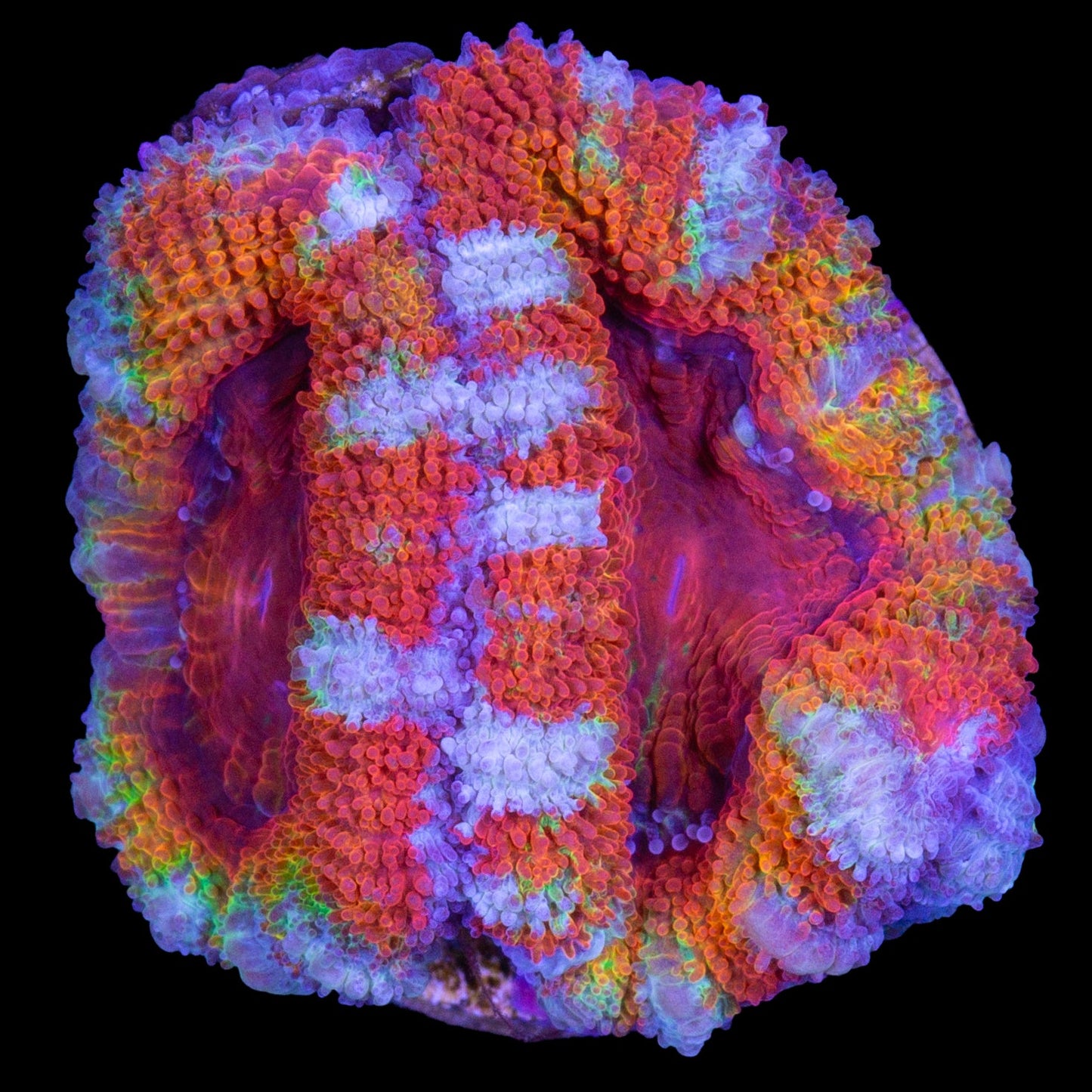 Rainbow Acan Coral