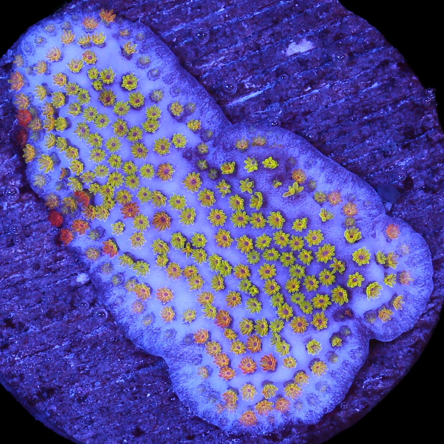Rainbow Montipora Coral