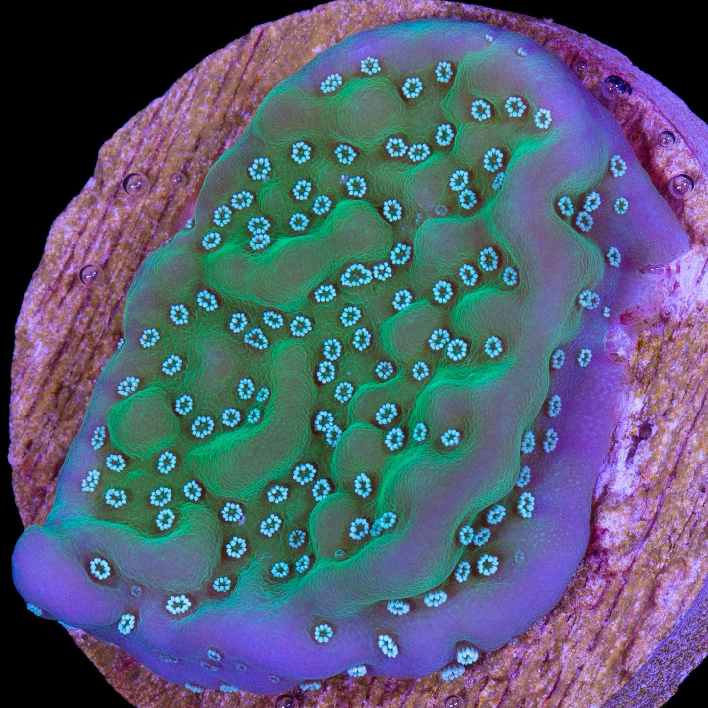 Purple Rim Montipora Undata Coral