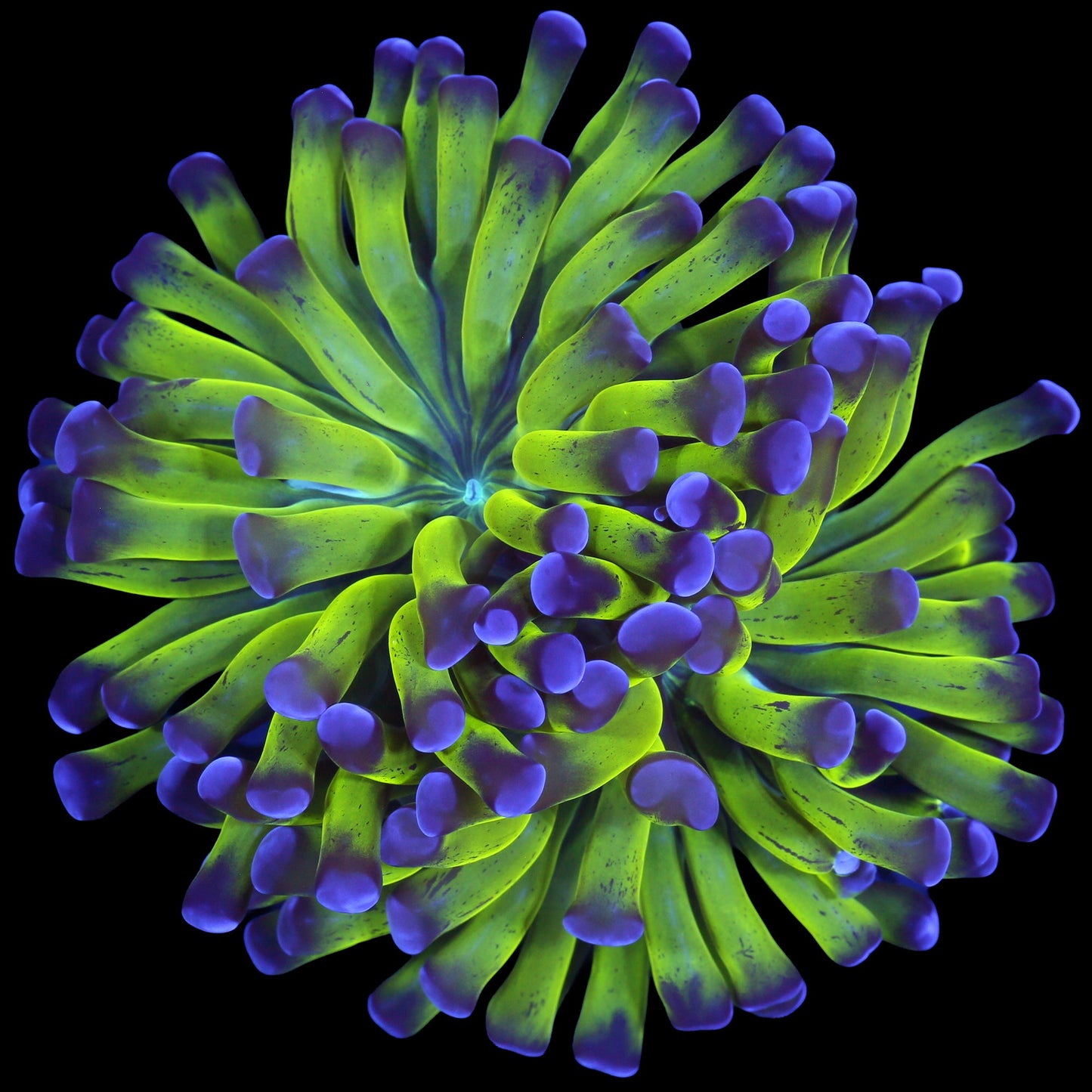 Purple & Green Branching Hammer Coral