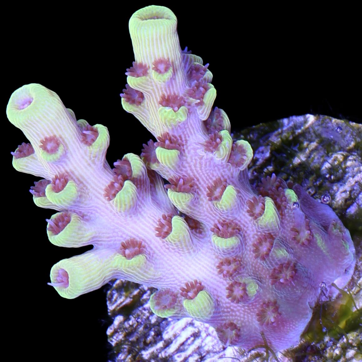 Pink Floyd Acropora Coral