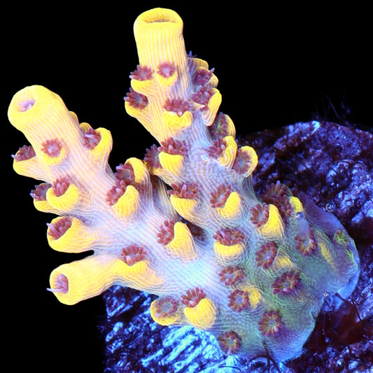 Pink Floyd Acropora Coral