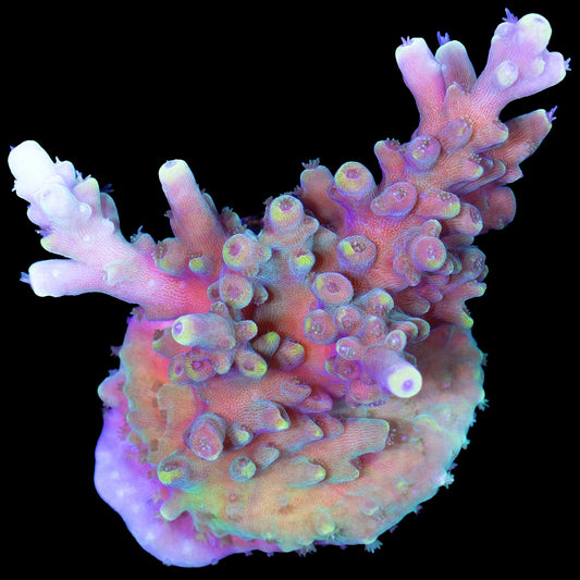 Mystery Acropora Coral