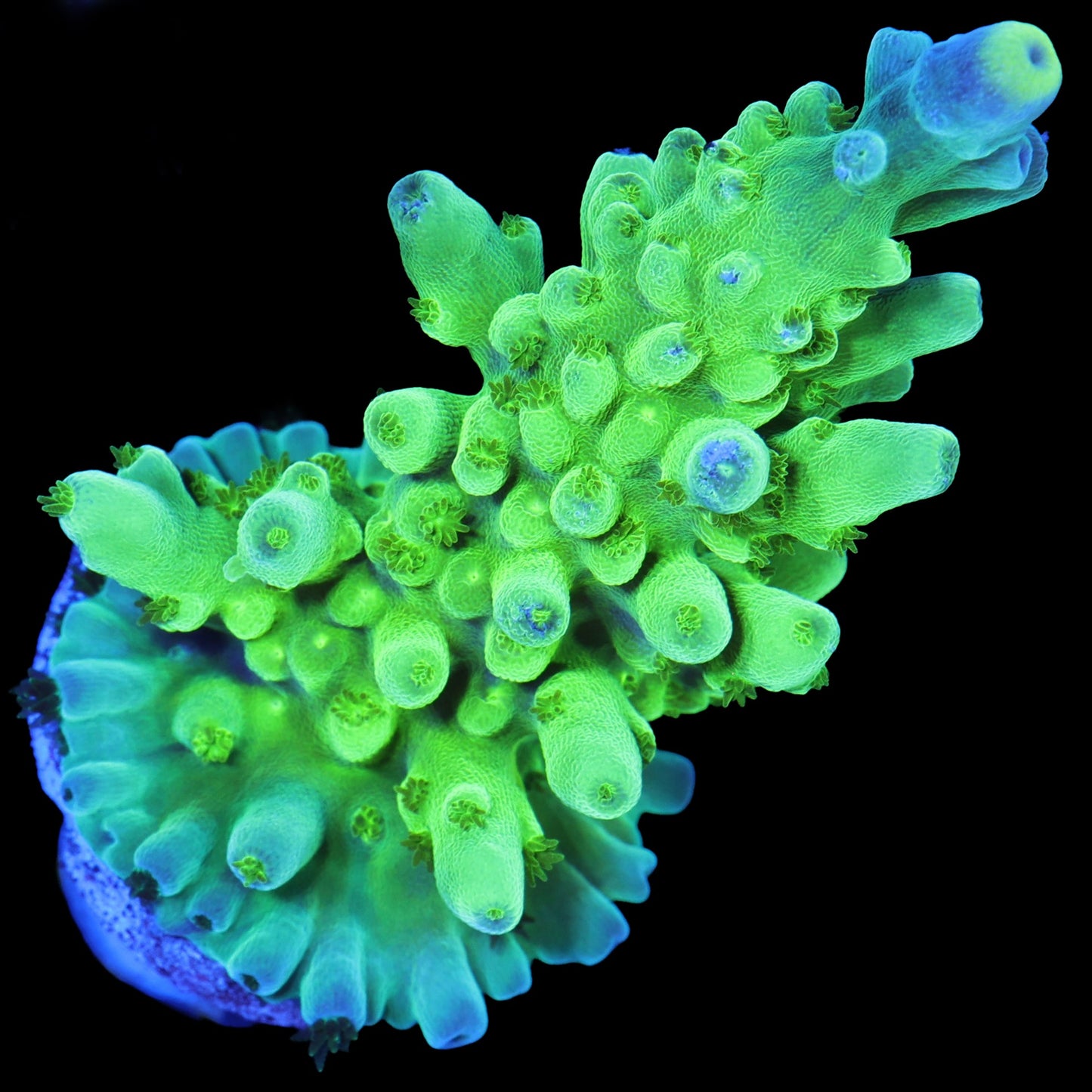 Enigma Acropora Coral