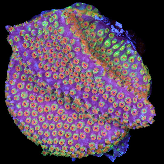 Looney Tunes Stylocoeniella Coral