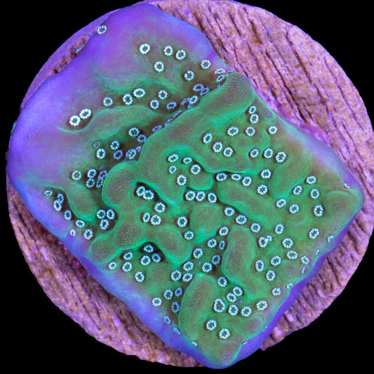 Purple Rim Montipora Undated Coral