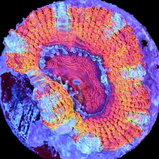 Rainbow Acan Coral