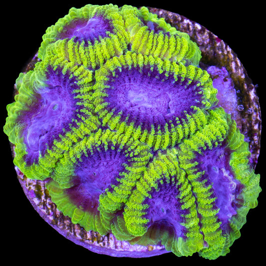Raptors Peace Favia Coral