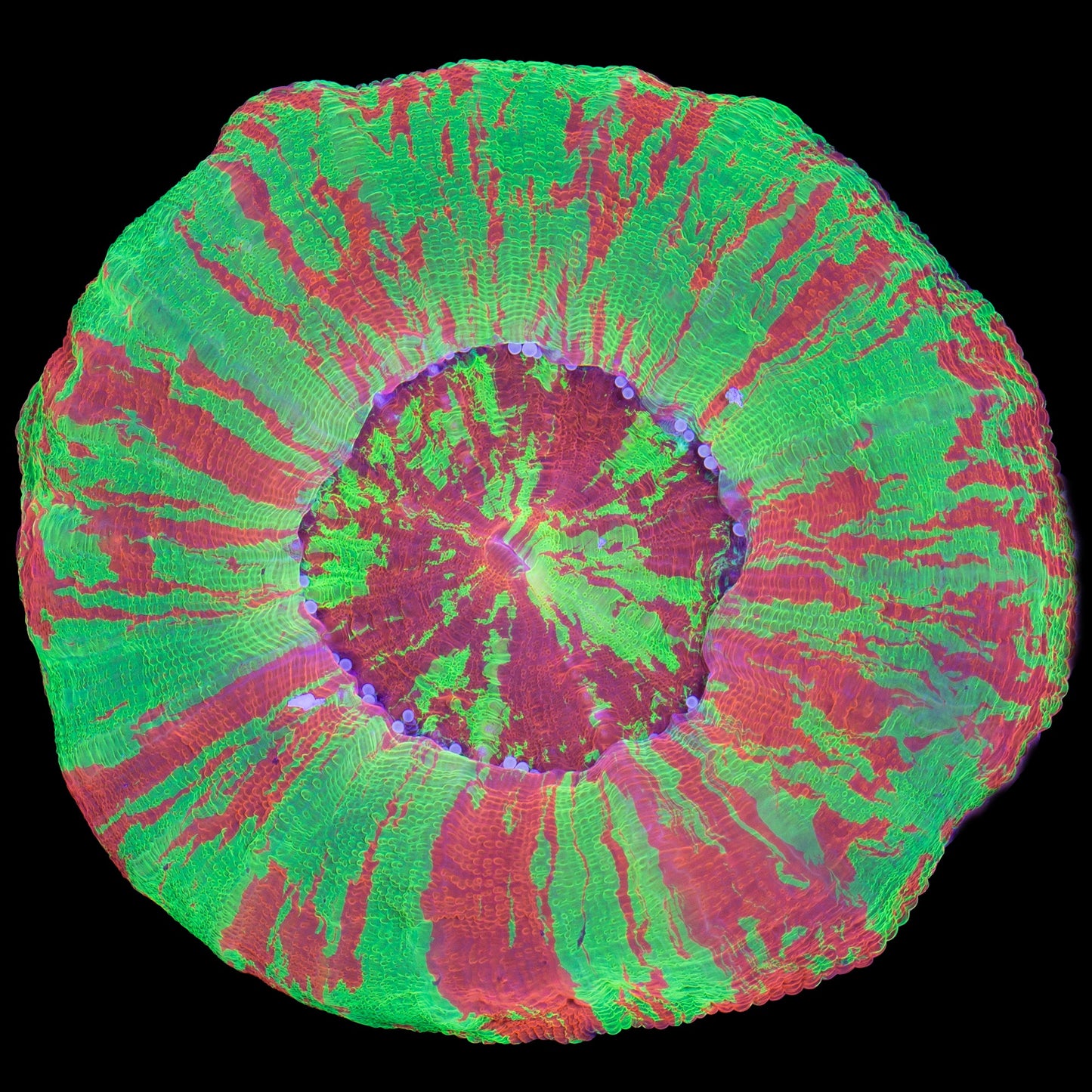 Master Class Bleeding Apple Scolymia Coral
